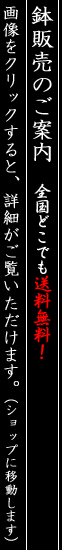 鉢のご案内…クリックすると詳細がご覧いただけます。（ショップに移動します）