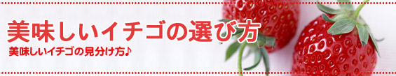 @C`S̑Iѕ
