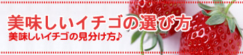 @C`S̑Iѕ