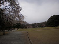 森林公園 (11)