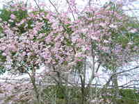 P1010519