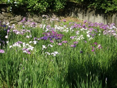 可児やすらぎの森 (14)
