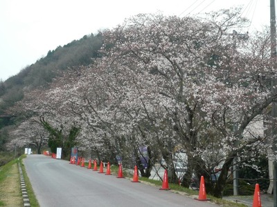 sakura