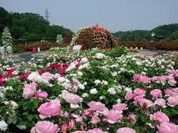花フェスタ記念公園