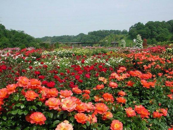 花フェスタ記念公園